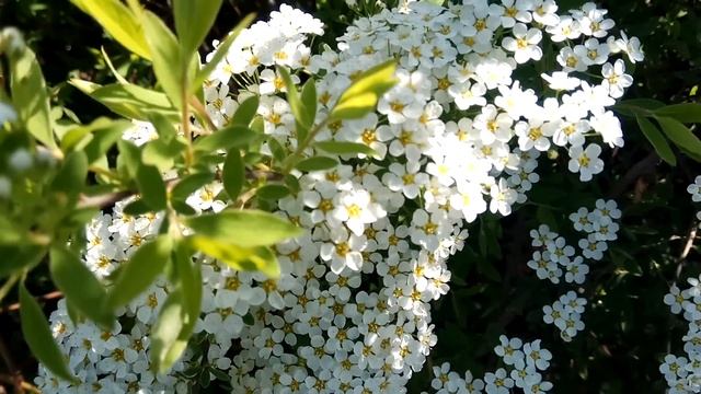 СПИРЕЯ: цветы Невесты - Белая Невеста (декоративный кустарник видео 2018) смотреть онлайн
