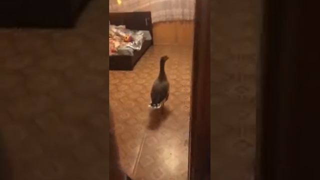 Гусь срет на кровать !!!! ); смотреть онлайн