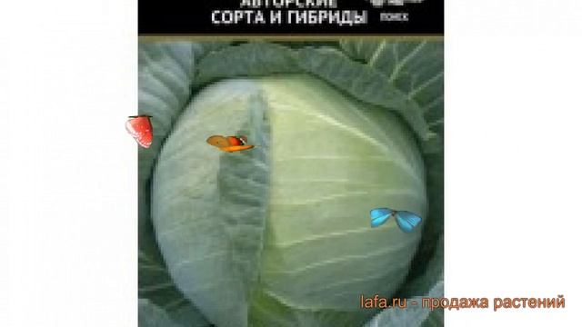 Капуста белокочанная Гарант F1 (garant f1 garant f1) ? обзор: как сажать, семена капусты Гарант F1 смотреть онлайн
