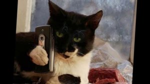 Новый русский кот .