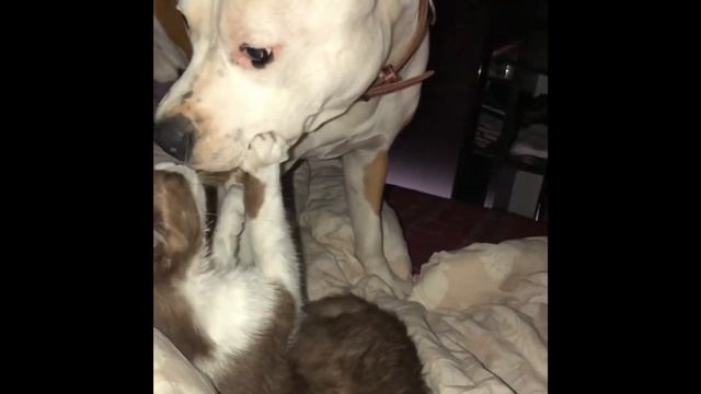 Как уживается амстафф и кот смотреть онлайн