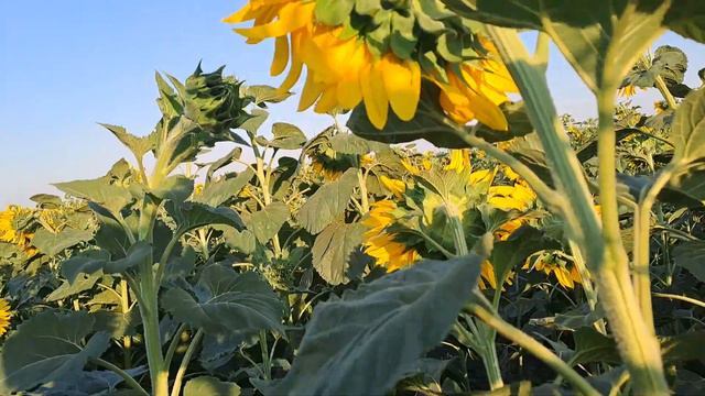 осмотр поля лет пчелы подсолнух 🌻 2023 год смотреть онлайн