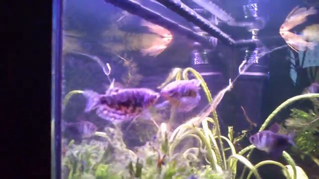 Мраморные гурами дерутся / Marble Gourami Fight смотреть онлайн