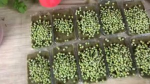 Технология выращивания микрозелени гороха! Бизнес Микрозелень! Как вырастить микрозелень горох?