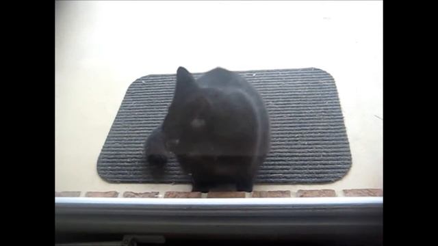 черные кошки смотреть онлайн