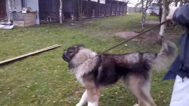 Таир смотреть онлайн