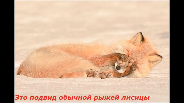 Interesting and unpopular animals from the island of Hokkaido. Милая живностьс острова Хоккайдо смотреть онлайн