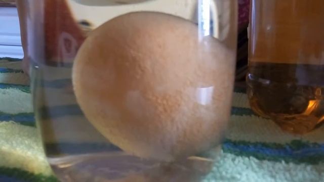 Как сделать прозрачное яйцо смотреть онлайн