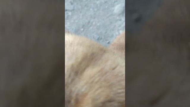 собаки# чёрная и рыжая#друг человека#дворняги смотреть онлайн