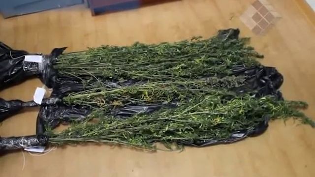 Пойманы с поличным смотреть онлайн