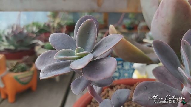 Echeveria 'Metallica'