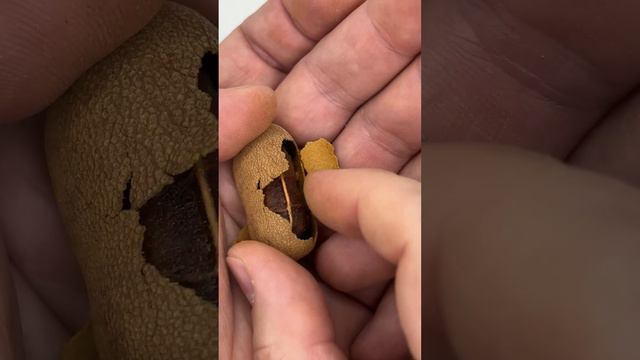 Попробуйте тамаринд! смотреть онлайн