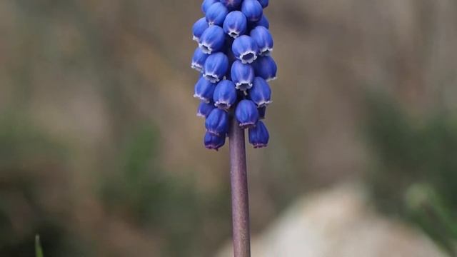 Muscari botryoides 1.mp4 смотреть онлайн