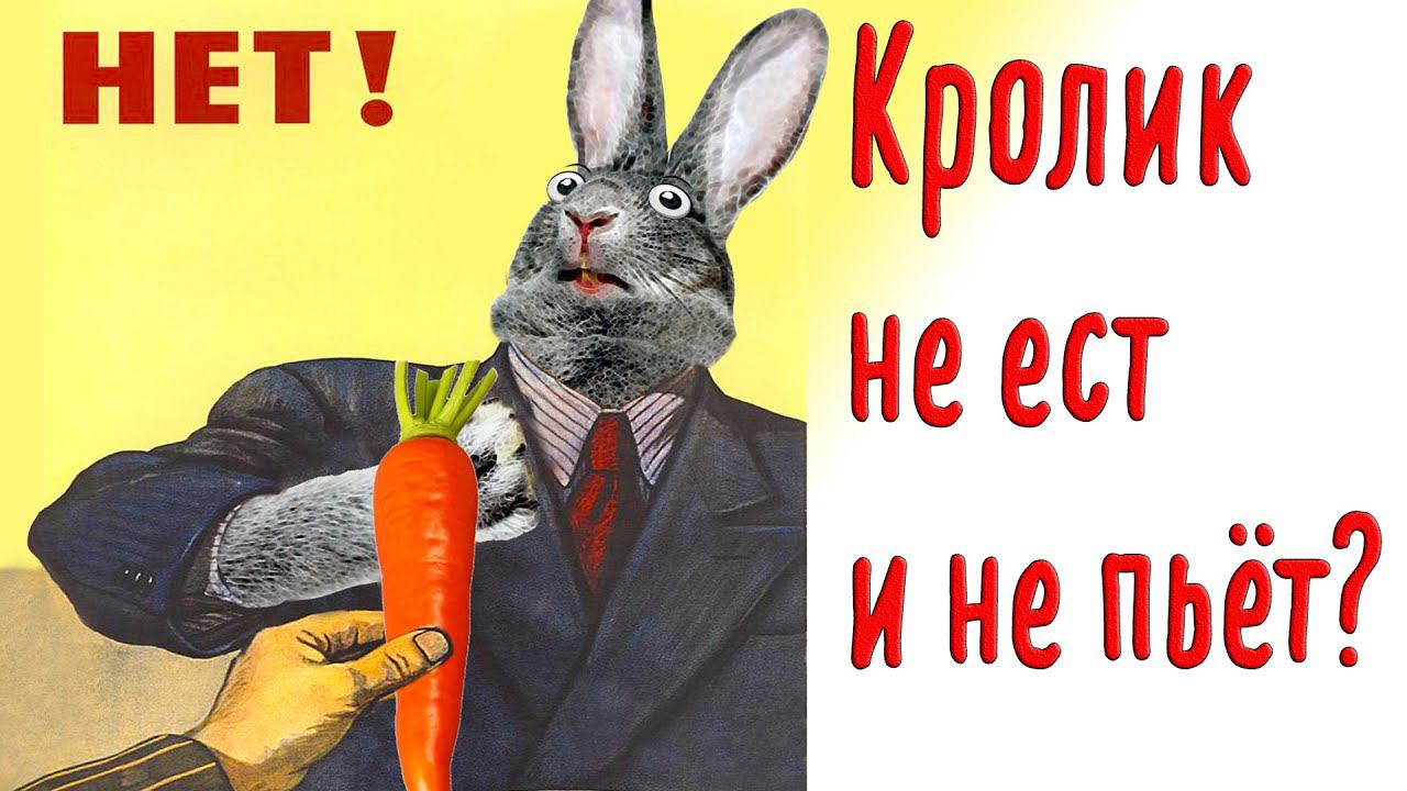 Кролик без еды и воды смотреть онлайн