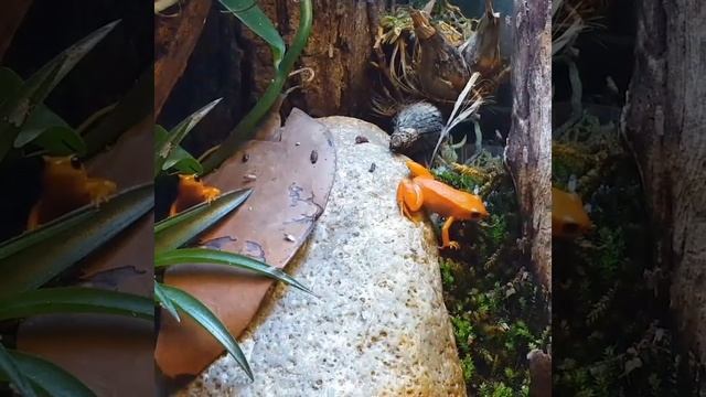 Golden mantella (Mantella aurantiaca) смотреть онлайн