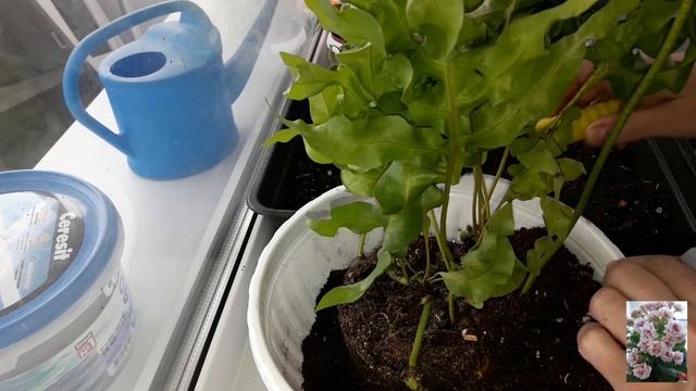 КОМНАТНЫЕ РАСТЕНИЯ.ПЕРЕСАДКА ПАПОРОТНИКОВ. смотреть онлайн