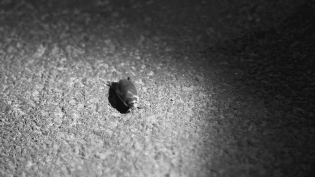 The Chemodan - Октябрь - Ноябрь (Видеоприглашение)