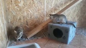 Кошки Чаузи