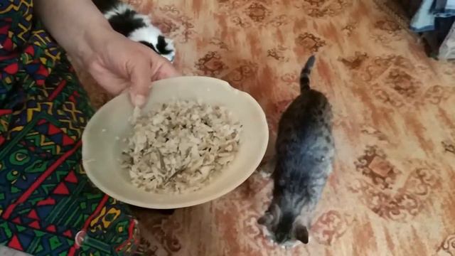 Есть, так только из человеческой тарелки смотреть онлайн