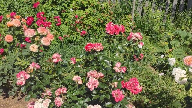 Розы Омаж а барбарА и Bengali