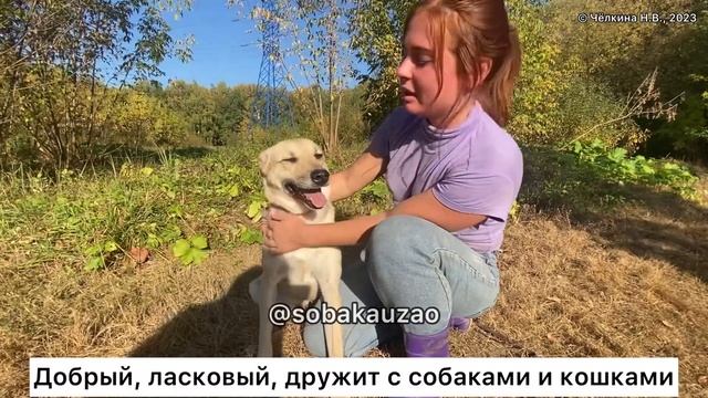 Басти из приюта «Щербинка» бросили хозяева и он попал в приют. Проект Собака Юзао смотреть онлайн