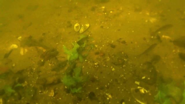 Подводный Мир реки Цны, г.Моршанск, Тамбовская область смотреть онлайн