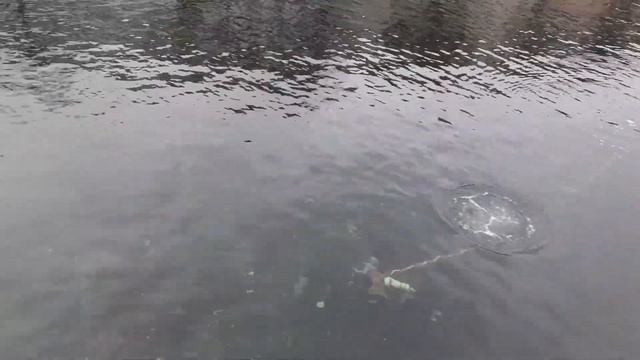 Очистка канала в г. Копенгаген смотреть онлайн