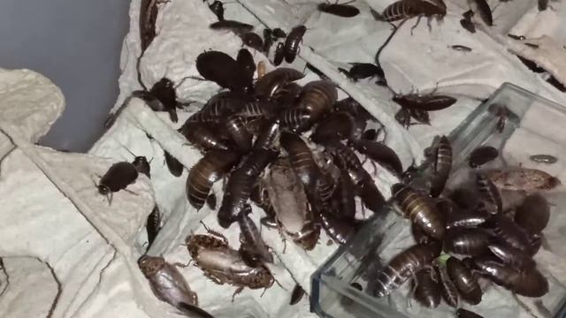 кормление мраморных тараканов смотреть онлайн