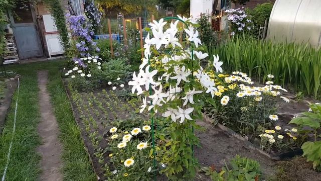 Клематис Бьютифул Брайд . Clematis Beautiful Bride . Польские сорта клематисов . смотреть онлайн