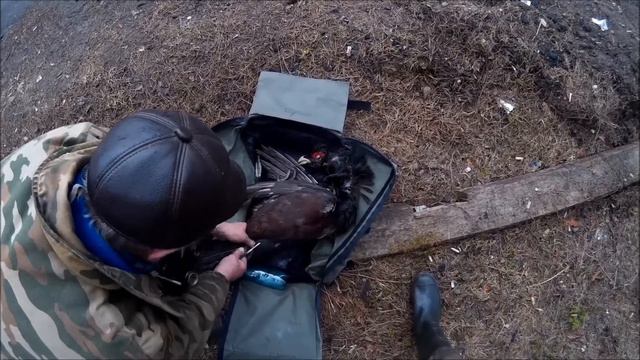 Охота на глухаря. Весна 2017 (ТРОФЕЙНЫЙ) смотреть онлайн