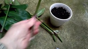 Золотой Ус. Обрезка, Обновление, Размножение.