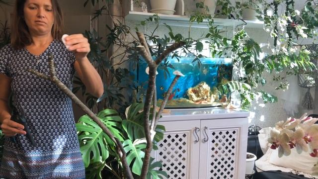 ПЛЮМЕРИЯ ИЛИ ФРАНЖИПАНИ УХОД И ОБРЕЗКА смотреть онлайн