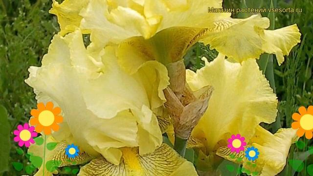 Ирис германский Баквит. Краткий обзор, описание характеристик iris germanica Buckwheat смотреть онлайн