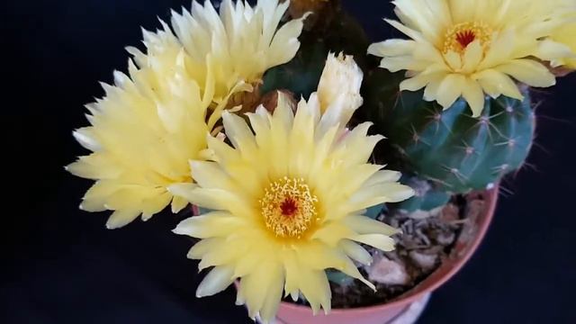 parodia ottonis - indian head cactus - kaktüs çiçeği - cacti - kaktus смотреть онлайн