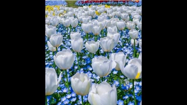 Влад. Семенов В ПОИСКАХ ЛОТОСА ч.15