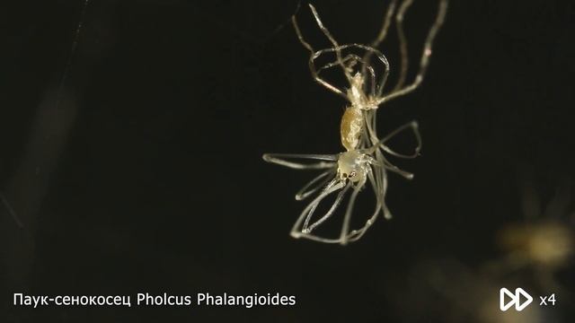 Паук-сенокосец Pholcus Phalangioides Линька смотреть онлайн
