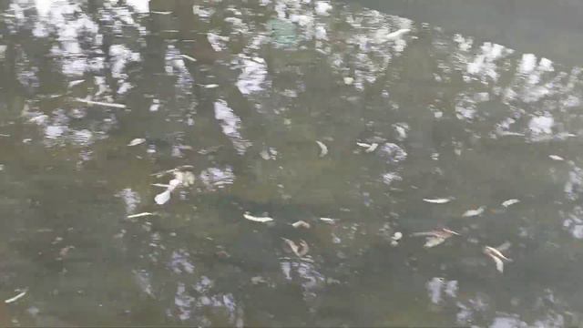 Кичкина ховузчада Сазан балик бокиш. Mana Sizga Sazan Boqish.