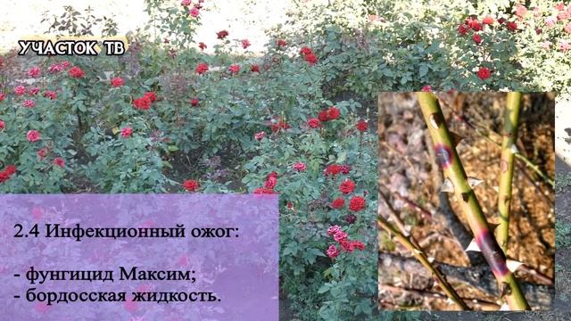 Как Распознать и Лечить БОЛЕЗНИ РОЗ - Все о Болезнях Роз