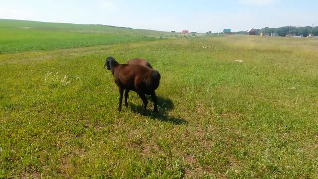 Бараны гиссаркой породы смотреть онлайн