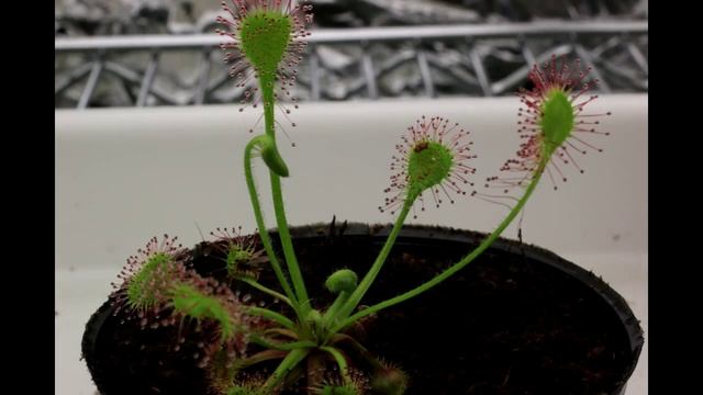 Drosera Rotundifolia Time Lapse