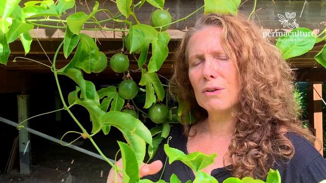 Passionfruit leaves are edible смотреть онлайн