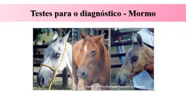 Defesa Sanitária Animal - Programa Nacional de Sanidade Equídea (PNSE) - Parte 2 смотреть онлайн