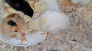 Второй вывод цыплят из инкубатора Несушка на 36 яиц