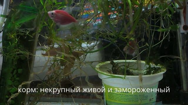 тернеция вишнёвая смотреть онлайн