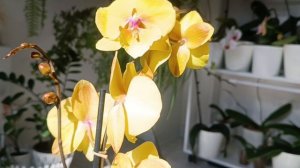 РАСПАКОВКА новой ОРХИДЕИ☺😍 #орхидеи #распаковкановойорхидеи