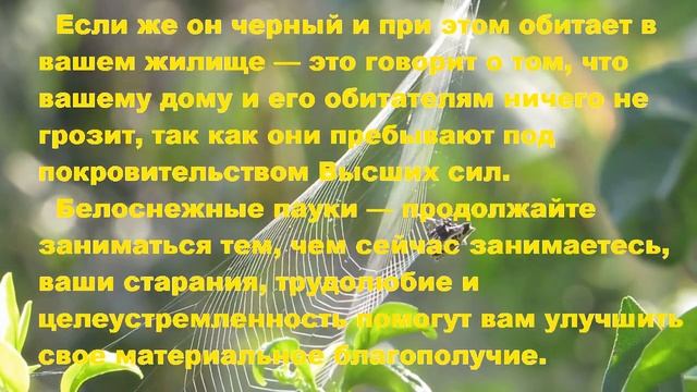 К чему снится ПАУК? Толкование снов. смотреть онлайн