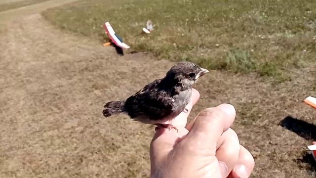 Первый полет воробья по имени Семен смотреть онлайн