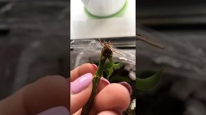 Дендрофаленопсис размножение часть 2