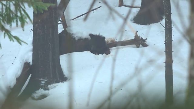 СМОГЛА ЛИ ПУЖА ПЕРЕЖИТЬ СИЛЬНЫЕ МОРОЗЫ?/DID PUZHA SURVIVED DURING FREEZING WEATHER? смотреть онлайн