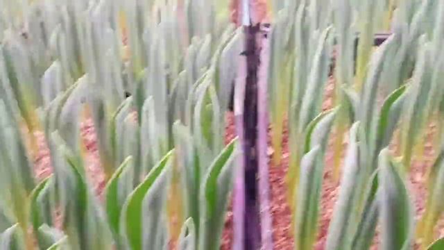 Выгонка тюльпанов к 8 МАРТА 2022 .. смотреть онлайн